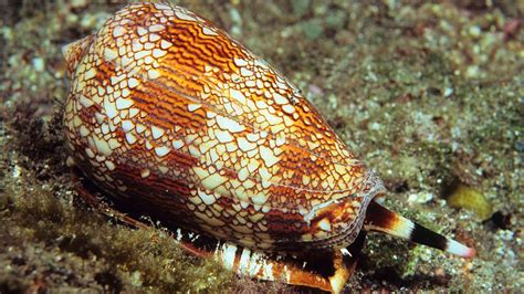  Cone Snail: Unraveling the Mysteries Behind This Shell-Dwelling Assassin!