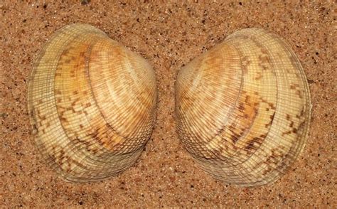  Japanese Littleneck Clam: A Tiny Mollusk Living a Life of Perpetual Motion on the Ocean Floor!