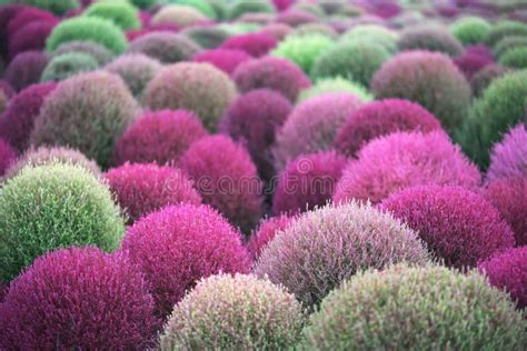  Kochia! This Many-Legged Marvel Makes Its Home Among the Decaying Leaves and Soil