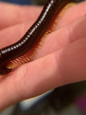  Lophoprocta! Unveiling the Mystical World of these Glittering Millipedes