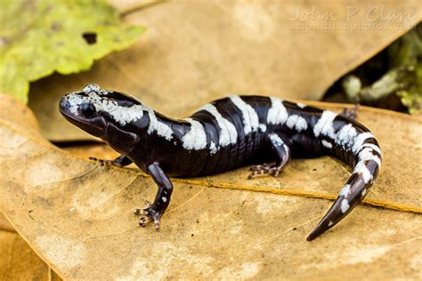 Marbled Salamander: A Curious Creature Combining Nocturnal Prowess With Amphibious Transformations!