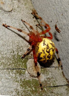  Meet the Magnificent Micronychus! This Tiny Eight-Legged Wonder Is A Master Hunter With An Unquenchable Thirst For Nectar