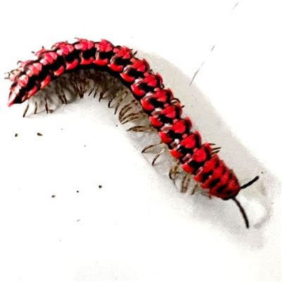  Orange-Striped Millipede: Unveiling the Secrets of This Remarkably Durable Creature With Armored Segments