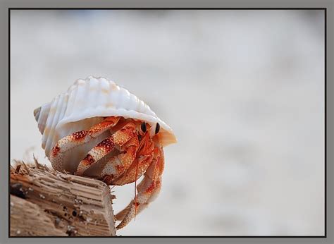  Ornate Hermit Crab! A Creature Who Carries Its Home Wherever It Goes