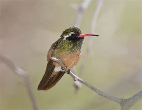  Xantus’s Hummingbird: A Tiny Mastermind That Wears its Colors Loudly and Proudly