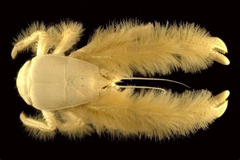  Yarrowia! A Microscopic Crustacean You Never Knew Existed