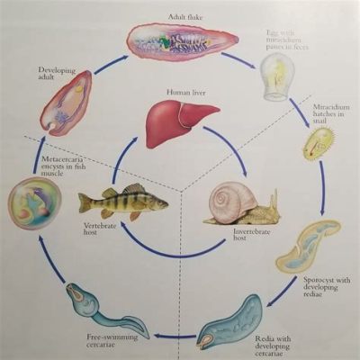  Alaria! This Parasitic Fluke Has a Complex Life Cycle Spanning Multiple Hosts