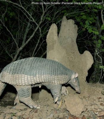  Armadillo: A Solitary Digger with Scales Tougher than Your Grandpa’s Leather Jacket!