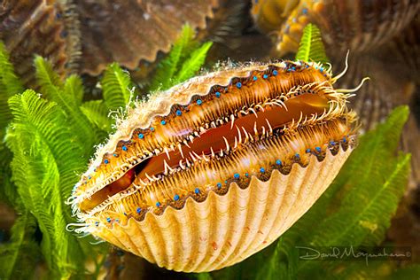  Bay Scallop: A Miniature Pearl Factory Hidden Within the Sands!