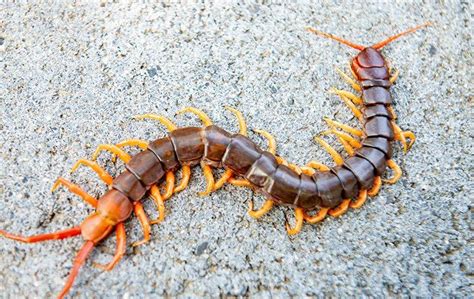  Centipedes! These Fast-Moving Creatures With Many Legs Possess Venomous Claws That Can Paralyze Their Prey