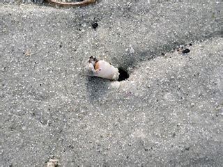  Donax! The Tiny Clam That Can Burrow Like an Olympian