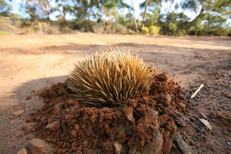  Echidnas!  Nocturnal Diggers with Spiky Armor