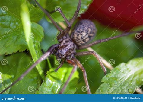  Eratigena Atrica: Unraveling the Mysteries of a Shy, Venomous Cellar Dweller!