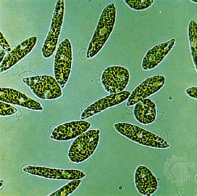  Euglena: A Microscopic Mastermind Blurring the Lines Between Plant and Animal!