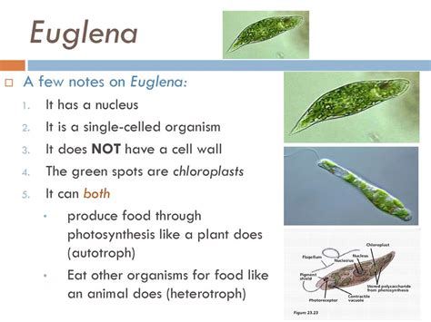 Euglena: A Single-Celled Marvel Combining Photosynthesis and Heterotrophy!