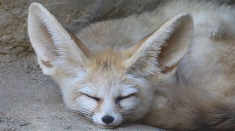   Fennec Fox: This Tiny Desert Dweller Will Melt Your Heart With Its Adorable Bat Ears!