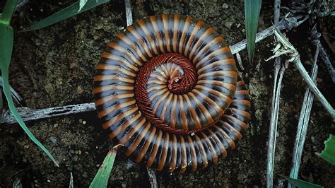  Giant Millipede – Exploring the World of Slow-Moving, Many-Legged Wonders