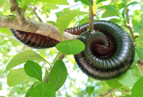 Giant Millipede: This Many-Legged Marvel Lives in the Undergrowth!