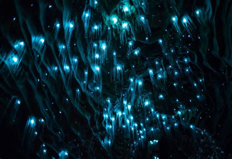 Glow-Worm: An Astonishing Creature That Exhibits Bioluminescence and Thrives in Diverse Habitats!