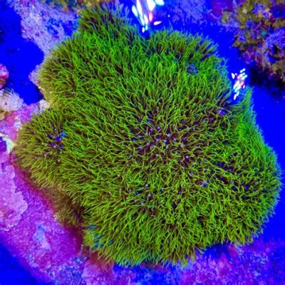  Green Polyp: A Tiny Terror of the Reef That Packs a Powerful Punch!