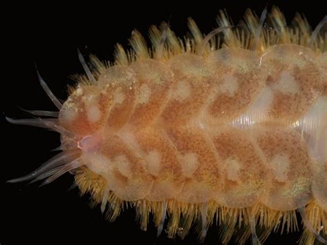  Harmothoe A Marine Worm Exhibiting Both Fascinating Burrow-Dwelling Habits and Striking Predatory Abilities!