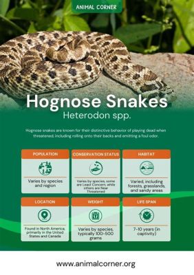 Hognose Snake: Unveiling the Theatrical Wonder of This Back-Fanged Beauty!