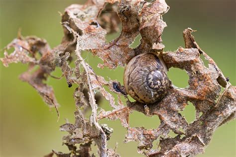  Iberian Slug: Can this Slithering Land Snail Master Camouflage?