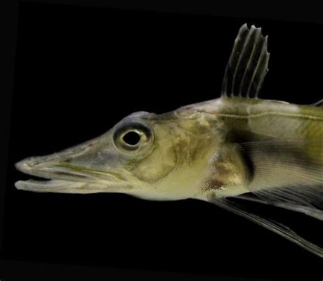 Immortal Icefish:  A Fish That Thrives Without Red Blood Cells!