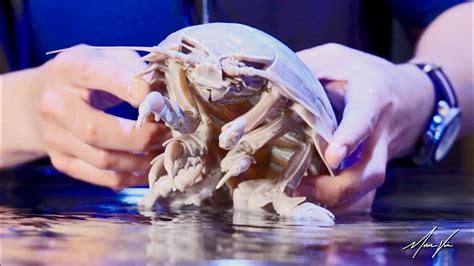 Isopod: A Masterful Underwater Contortionist Living Among the Ocean Floor's Debris!