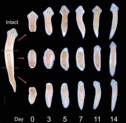 Jumping Jellyfish Planarian: This Tiny Freshwater Flatworm Boasts Both Exquisite Coloration and Remarkable Regenerative Abilities!