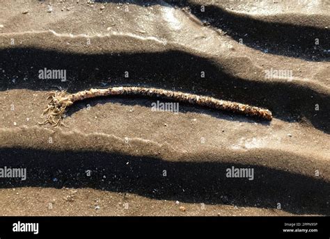  Lanice Conchilega: A Tiny Clam-Burrowing Worm Living in Coastal Sediments, Always Seeking Its Next Delicious Meal!