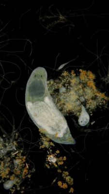  Marine Millepeds: Tiny Freshwater Flatworms That Dance Under Microscopes!