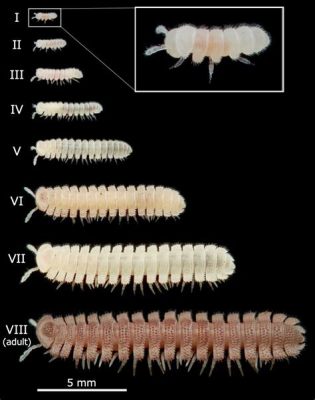 Millipede A Master Weaver With Eight Legs That Spin a Web of Intrigue