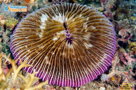  Mushroom Coral: A Deep Dive into These Striking Ocean Residents With Tentacles That Wave Like Underwater Flags