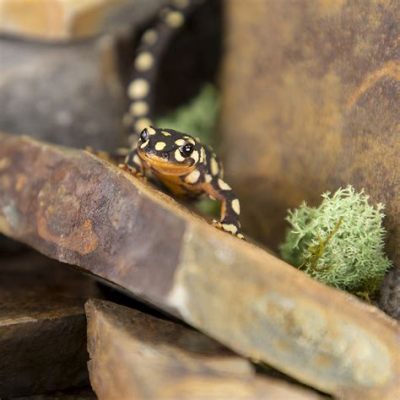  Newt: A Tiny, Speckled Jewel Embarking on an Amazing Metamorphosis!