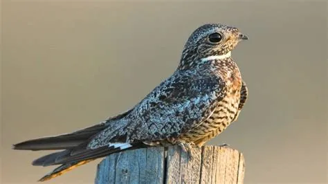  Nighthawk - A Masterful Night Flyer Hiding a Surprising Diet!