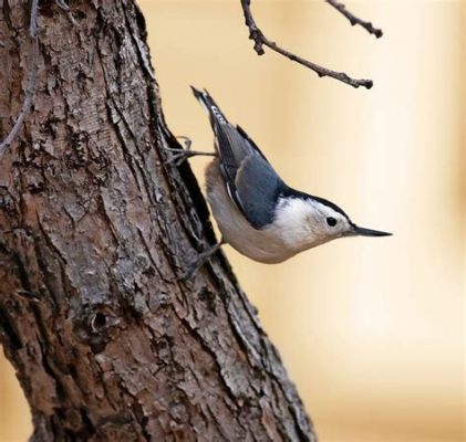  Nuthatch! A Tiny Bird With Powerful Legs And A Quirky Feeding Habit