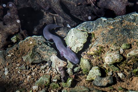  Olm! This Remarkable Amphibian Lives Its Entire Life Hidden Away in Underwater Caves