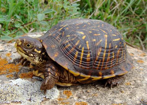 Ornate Box Turtle: This Striking Reptile with Its Elegant Shell Pattern Embraces Both Terrestrial and Aquatic Environments!