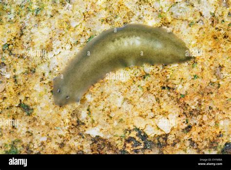 Planaria! An Elegant Flatworm Masterfully Navigating Freshwater Ecosystems with Remarkable Regenerative Abilities