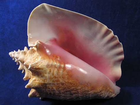  Queen Conch! A Shell-Covered Treasure with Exquisite Taste Bud Preferences