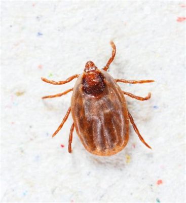  Rhipicephalus sanguineus: A Tiny Bloodsucker With A Surprisingly Big Impact!