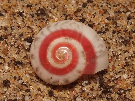  Umbonium! A Tiny Sea Snail With a Big Appetite for Algae