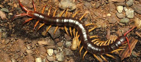  Vietnamese Centipede: Unraveling the Mysteries of This Armored Arthropod Enigma!