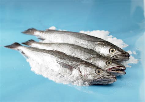  Whiting: A Coastal Dweller Known for Its Silvery Scales and Delicate Flavor!