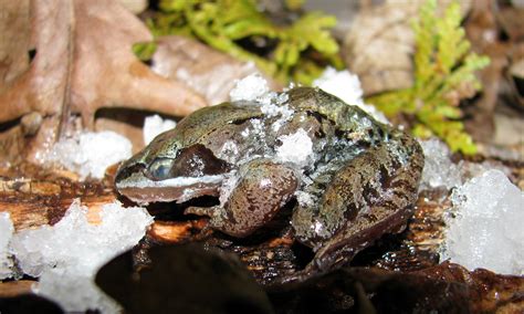  Wood Frog: This Amazing Amphibian Can Survive Being Frozen Solid!