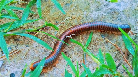   Xenodesmus! A Millipede Marvel With Hundreds of Legs Ready For Underground Exploration