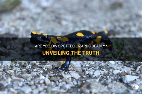  Yellow-Spotted Triclad: Unveiling the Mysteries of this Fascinating Flatworm Masterfully Camouflaged with Nature's Artistry!