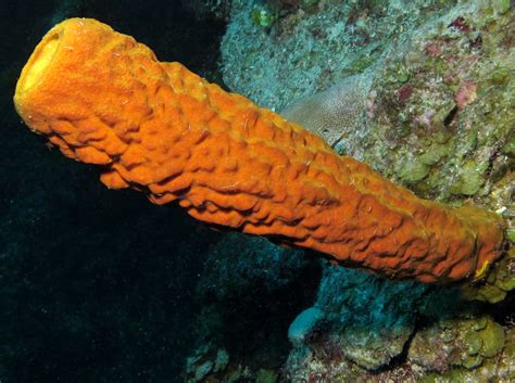  Yellow Tube Sponge: A Master of Camouflage and Filtering Frenzy!