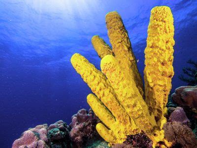  Yellow Tube Sponge: This Amazing Aquatic Filter Feeder Possesses Incredible Regenerative Capabilities!